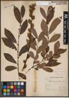 Foto von Salix cinerea L.